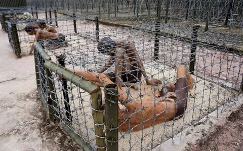 Bonobo: Nguồn Gốc Tiến Hóa Của Ngôn Ngữ Con Người?_Ý tưởng khởi nghiệp